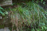 Longstalk sedge